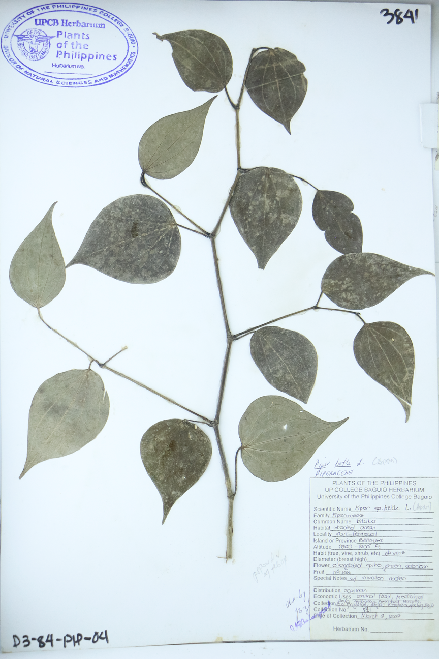 Image of Piperaceae Piper betle