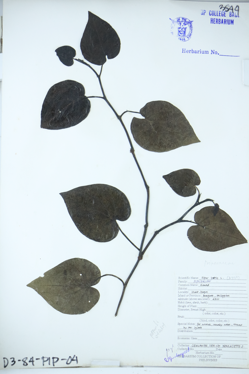 Image of Piperaceae Piper betle