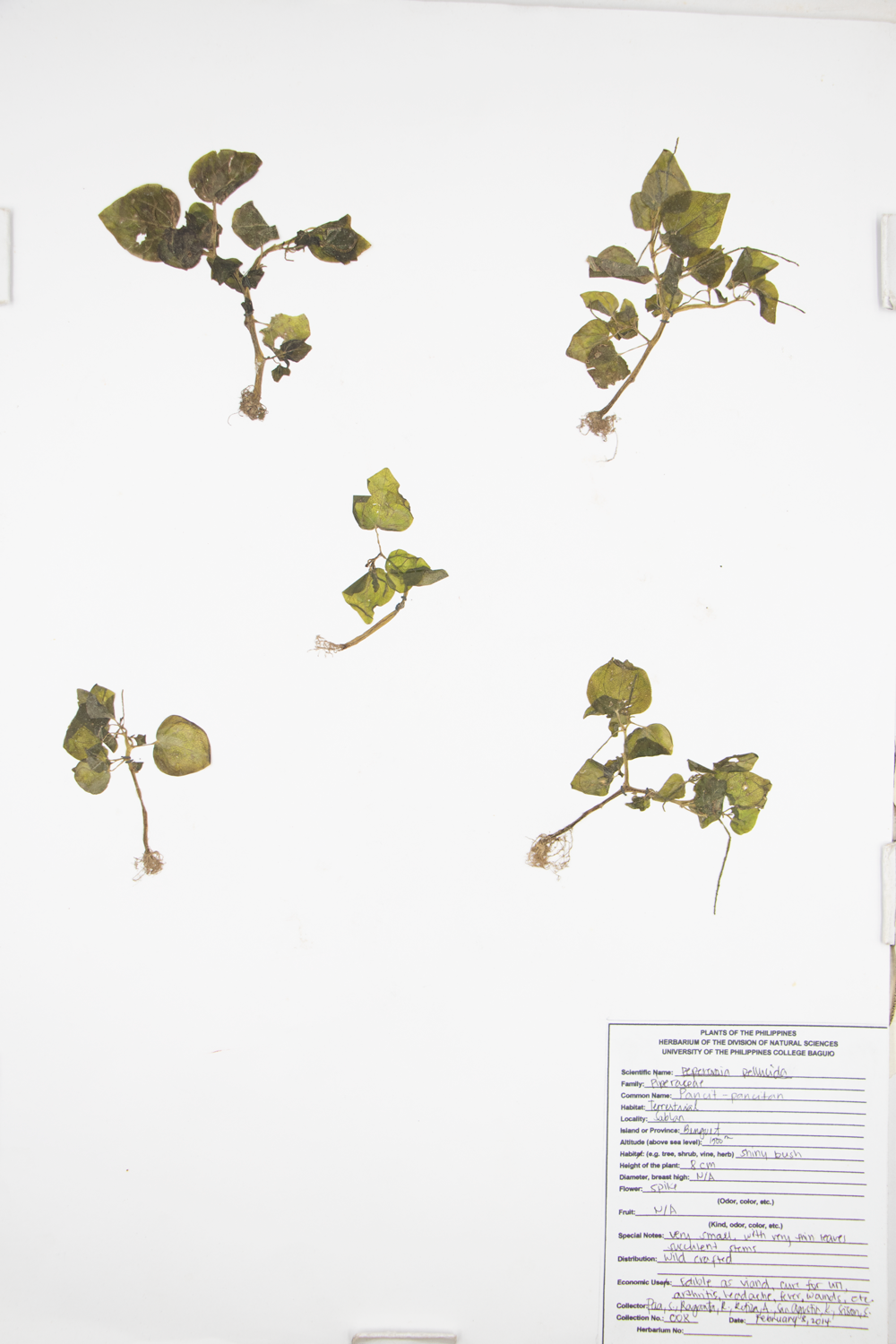 Image of Piperaceae Peperomia pellucida