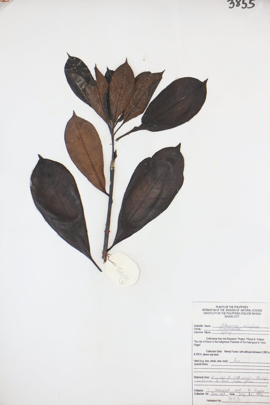 Image of Pittosporaceae Pittosporum resiniferum