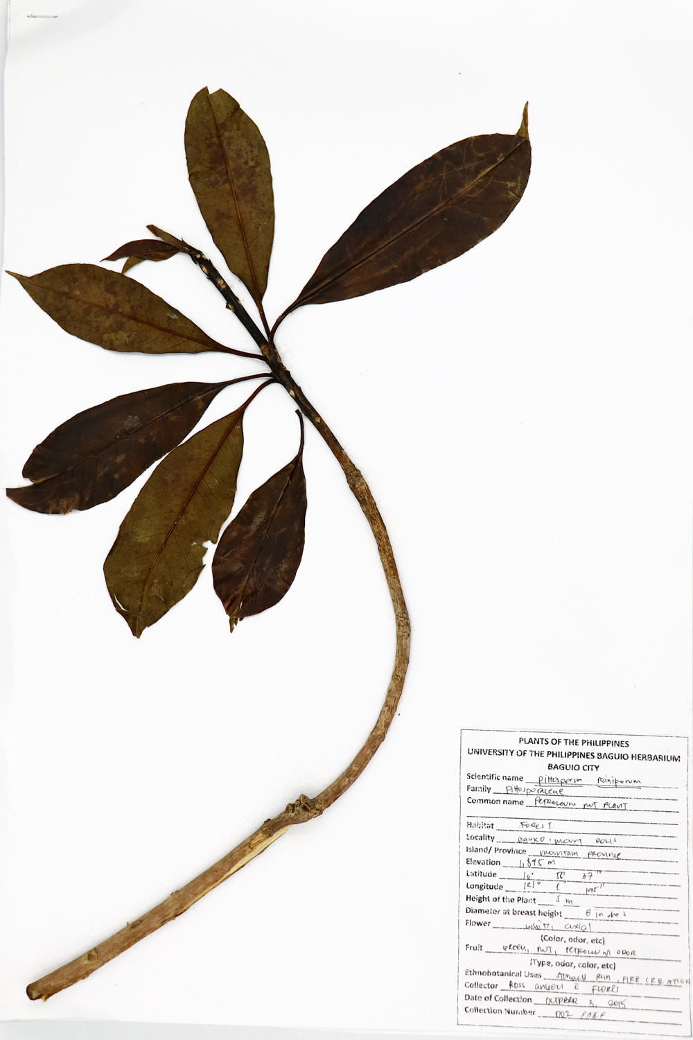 Image of Pittosporaceae Pittosporum resiniferum