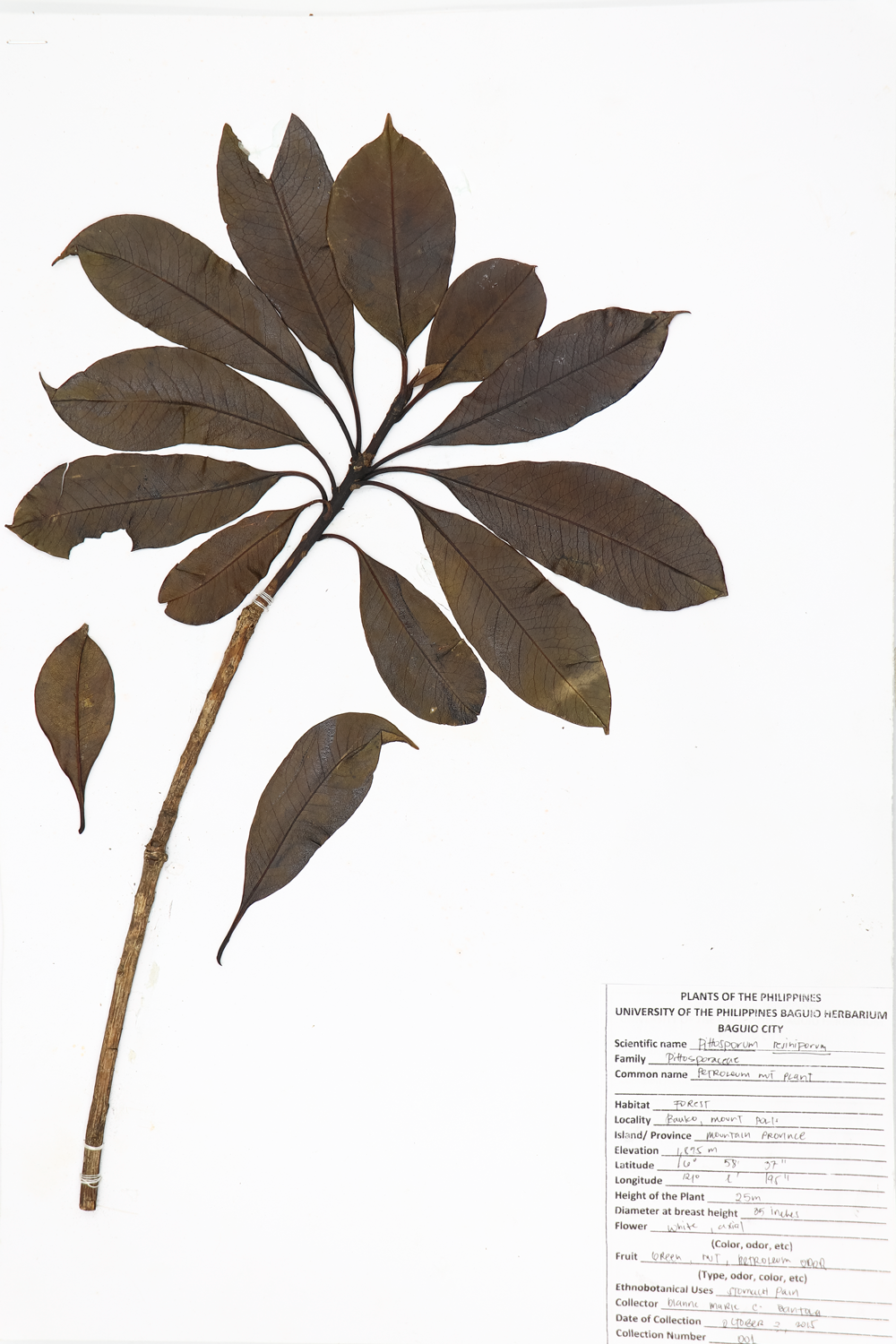 Image of Pittosporaceae Pittosporum resiniferum