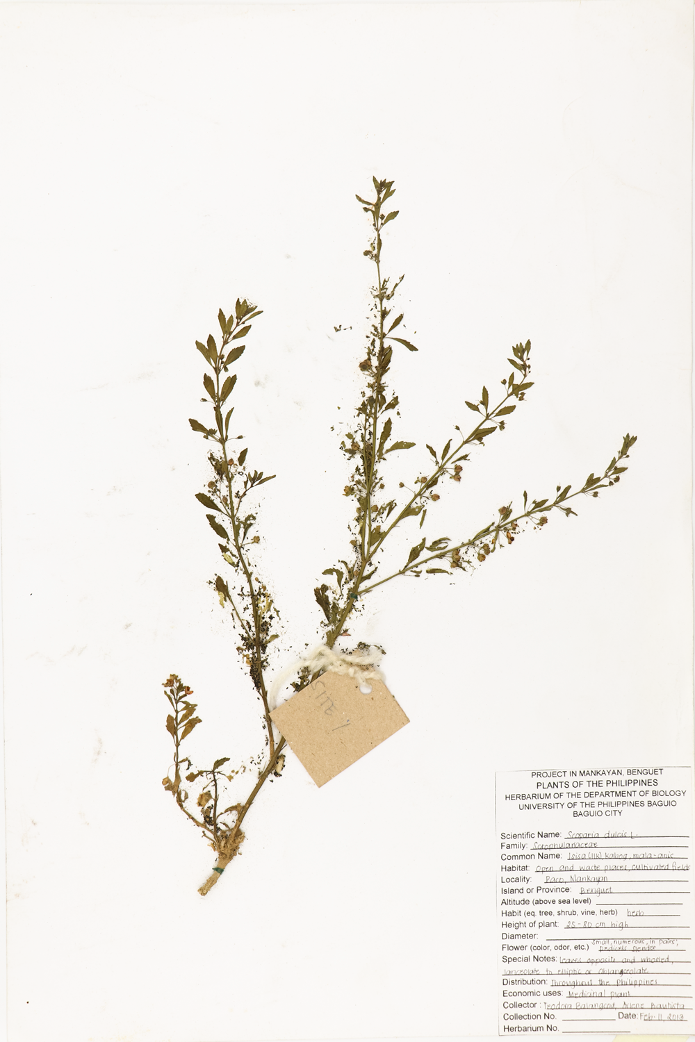 Image of Plantaginaceae Scoparia dulcis