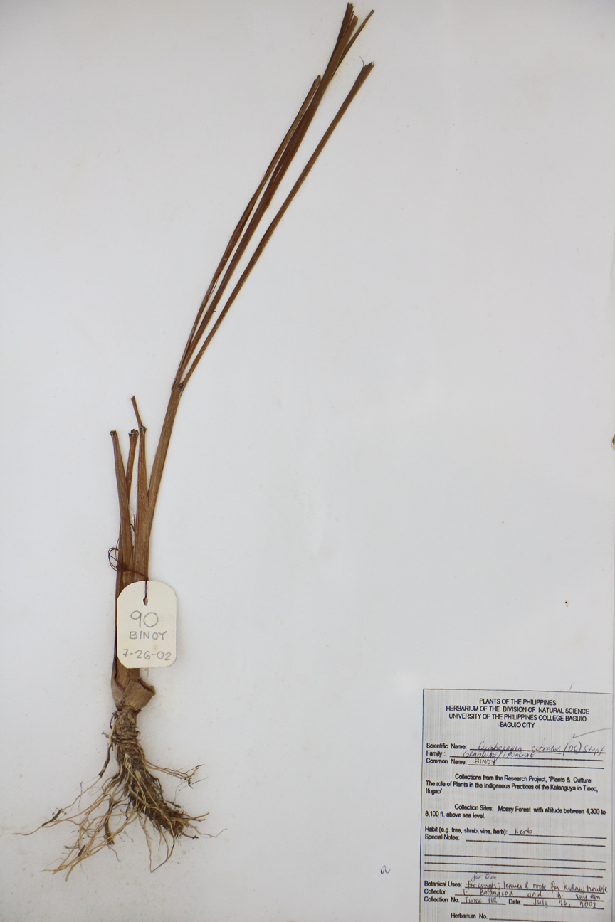 Image of Poaceae Cymbopogon citratus