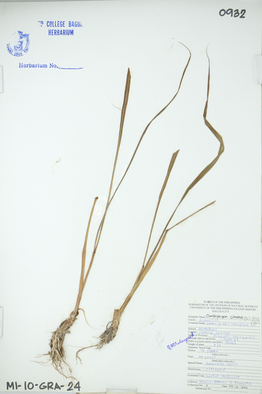 Image of Poaceae Cymbopogon citratus