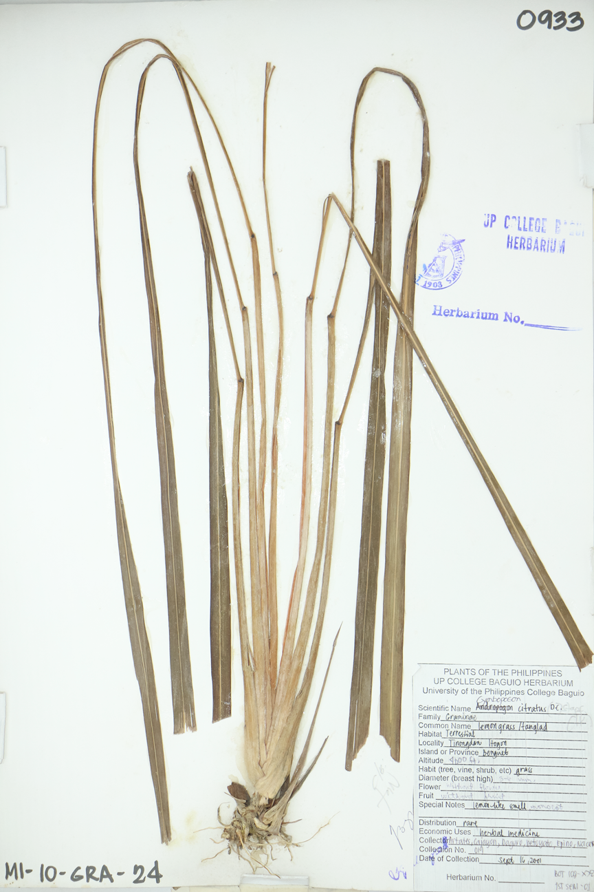 Image of Poaceae Cymbopogon citratus