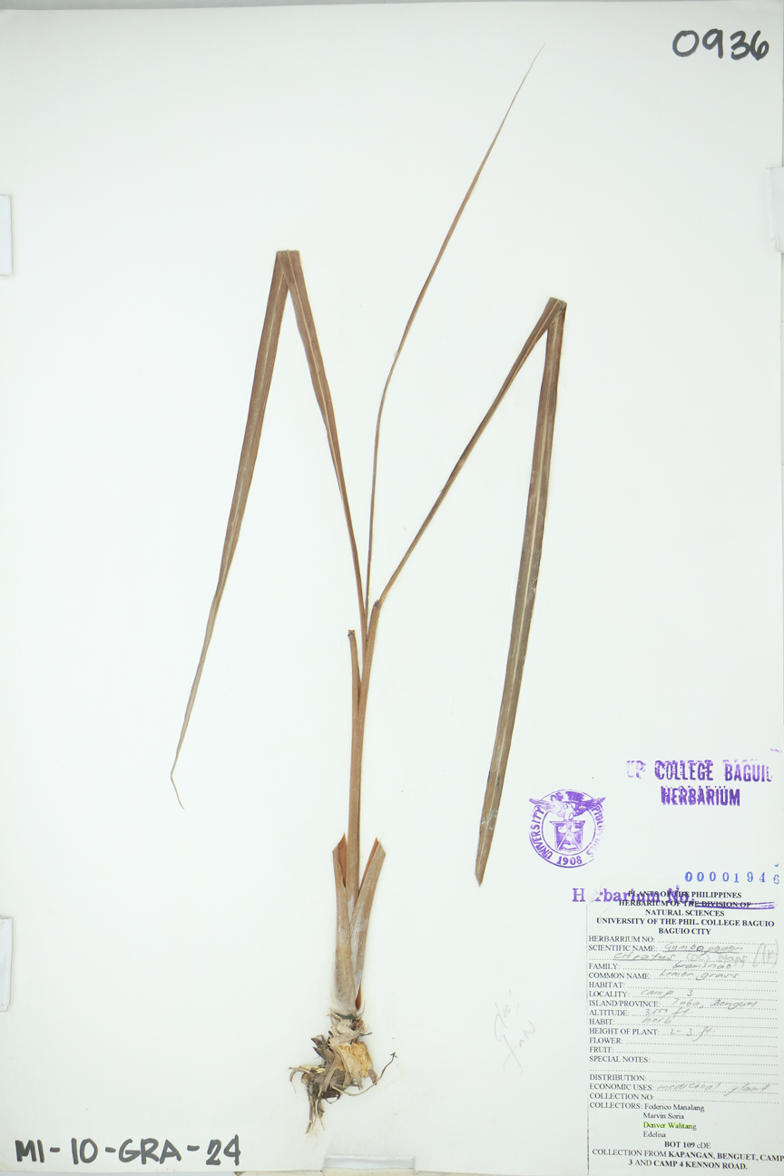 Image of Poaceae Cymbopogon citratus