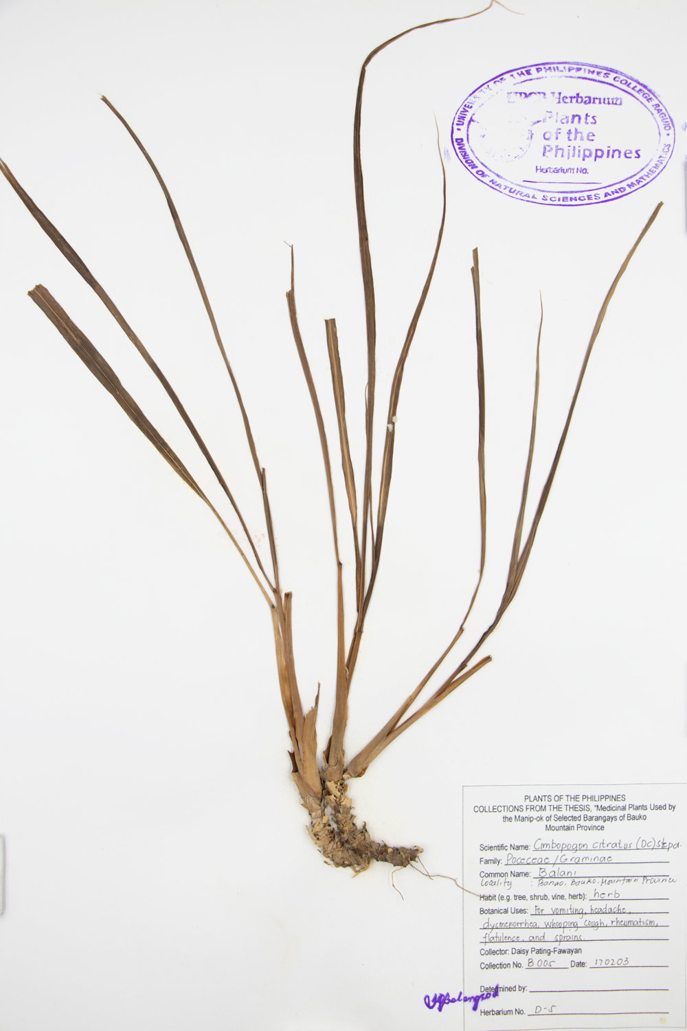 Image of Poaceae Cymbopogon citratus