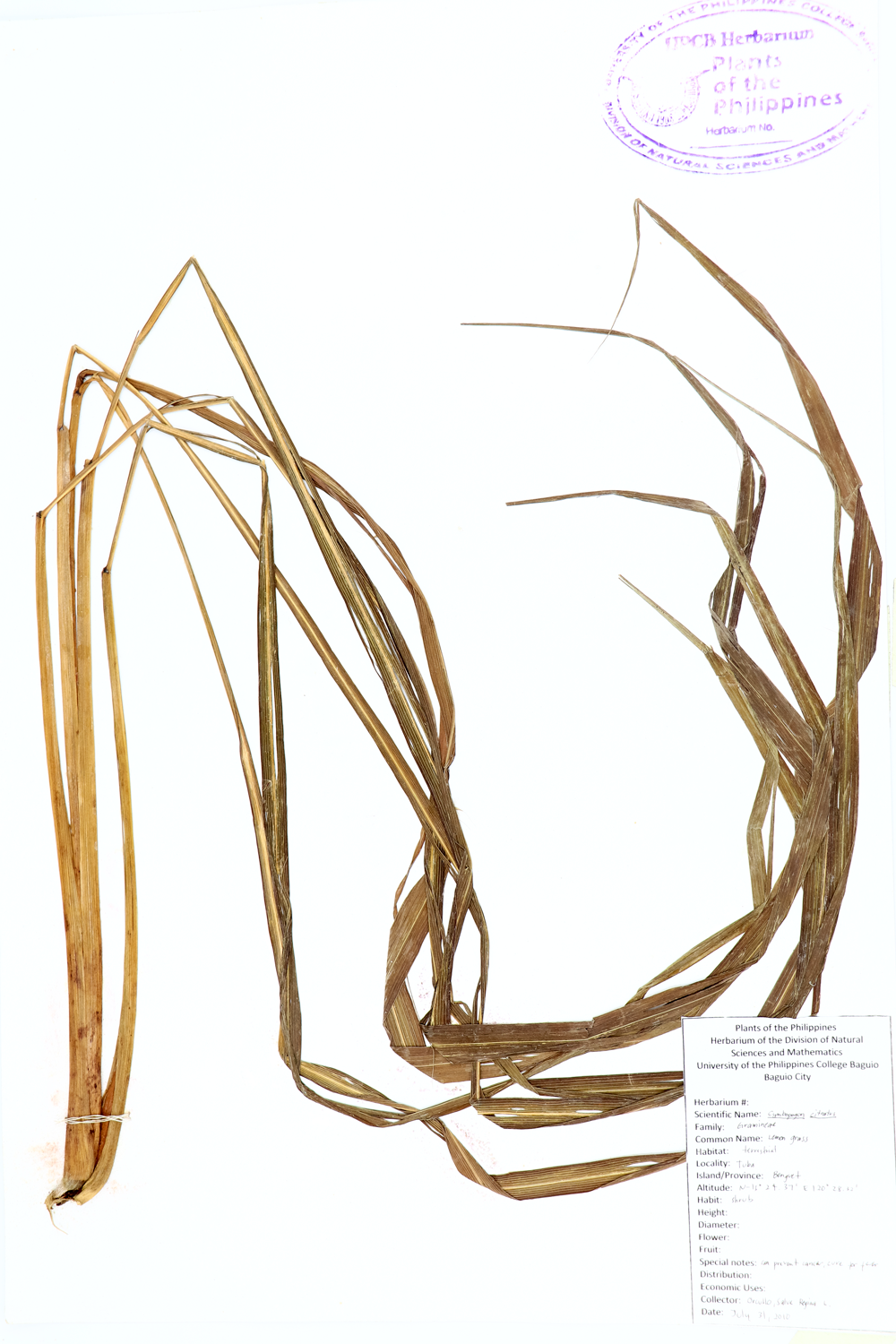 Image of Poaceae Cymbopogon citratus