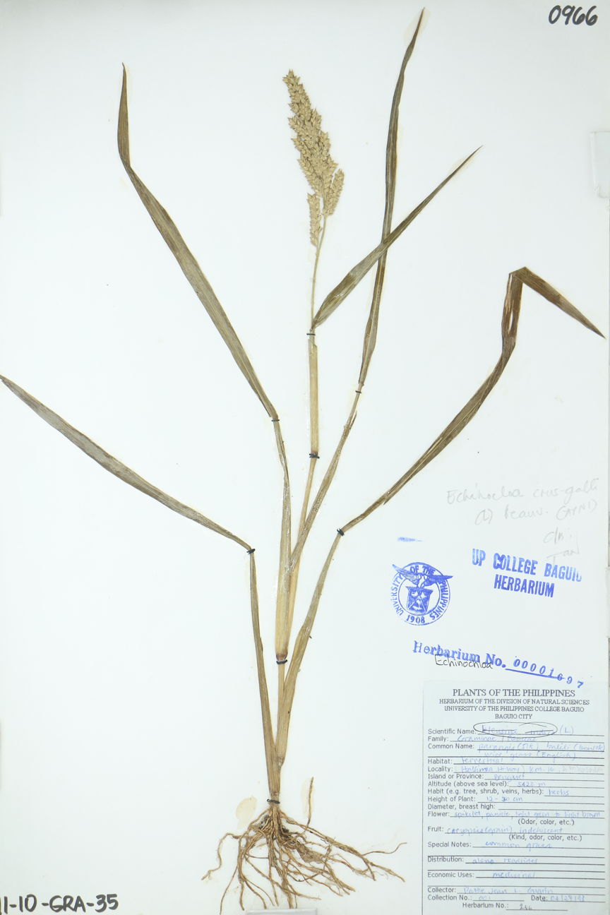 Image of Poaceae Echinochloa crus-galli