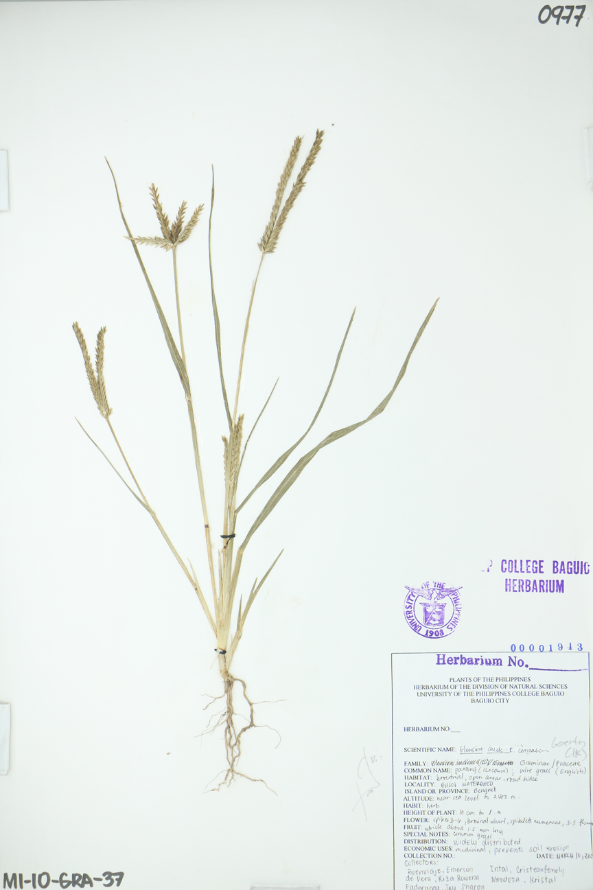 Image of Poaceae Eleusine coracana