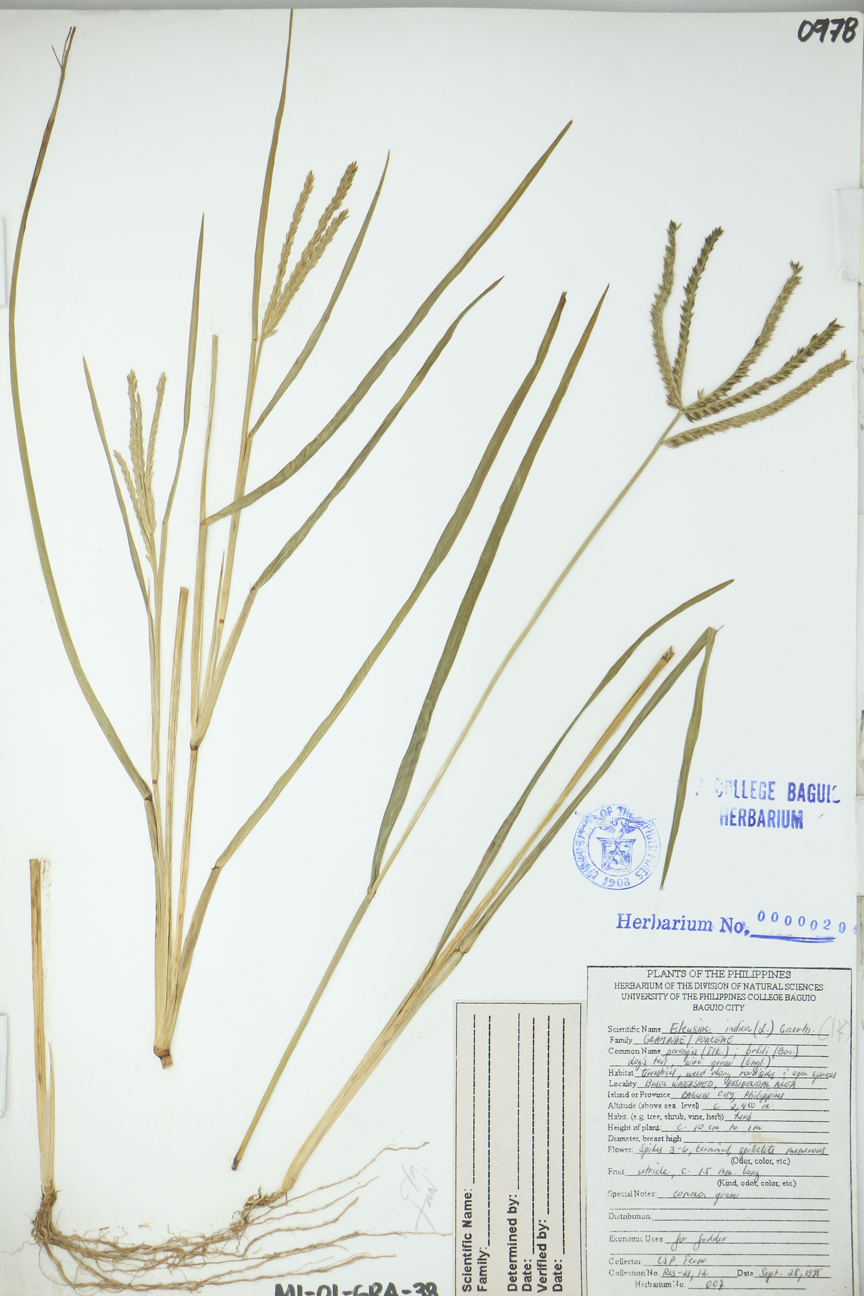 Image of Poaceae Eleusine indica