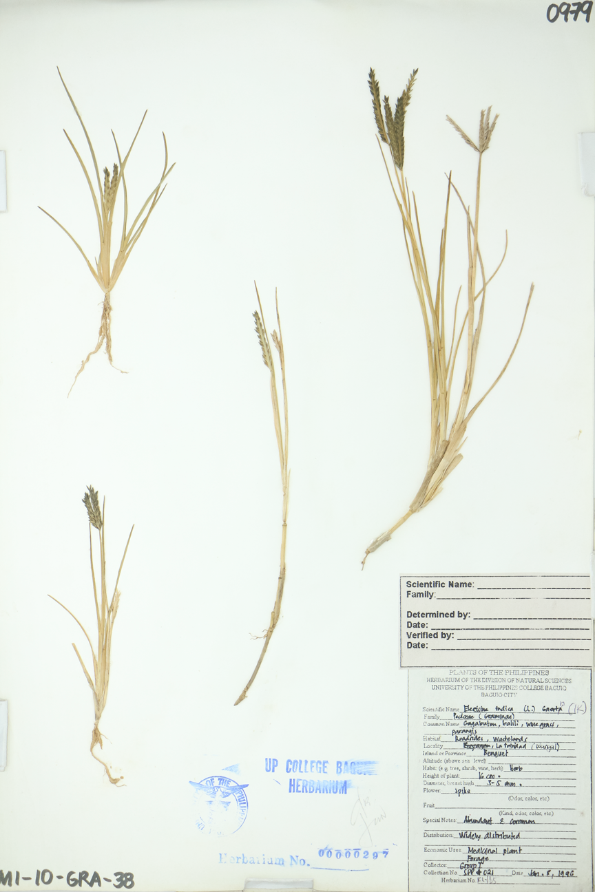 Image of Poaceae Eleusine indica