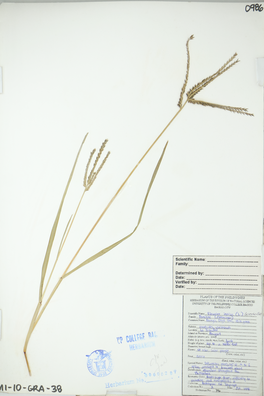 Image of Poaceae Eleusine indica