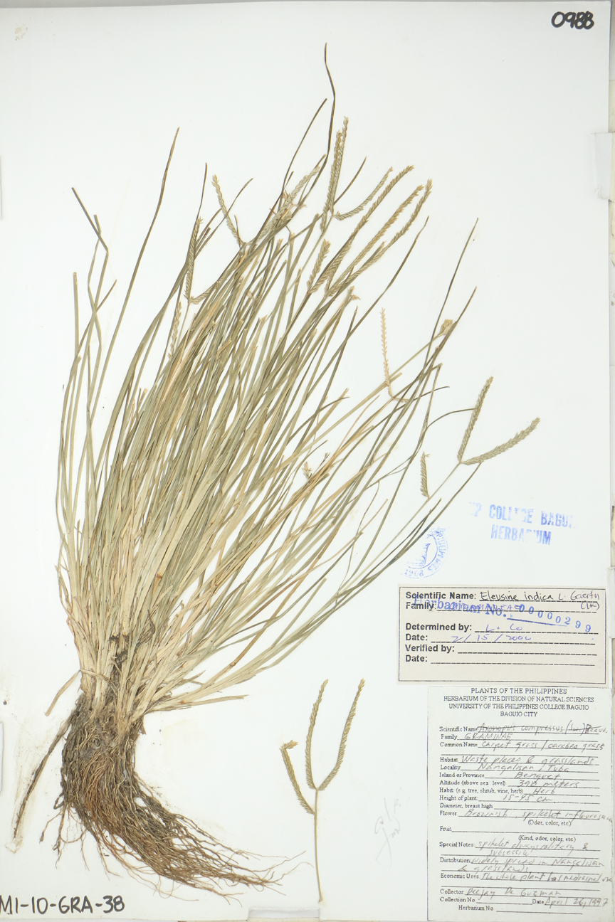 Image of Poaceae Eleusine indica