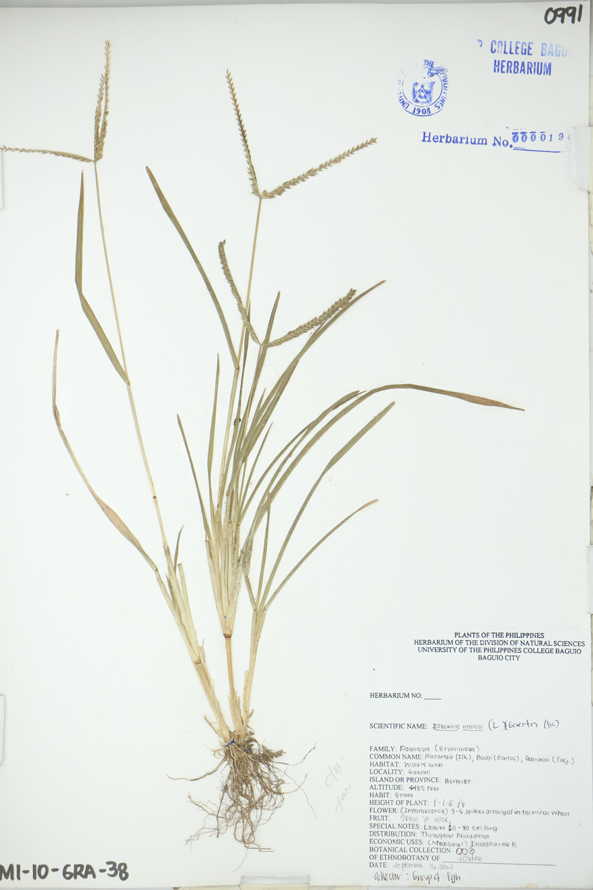 Image of Poaceae Eleusine indica