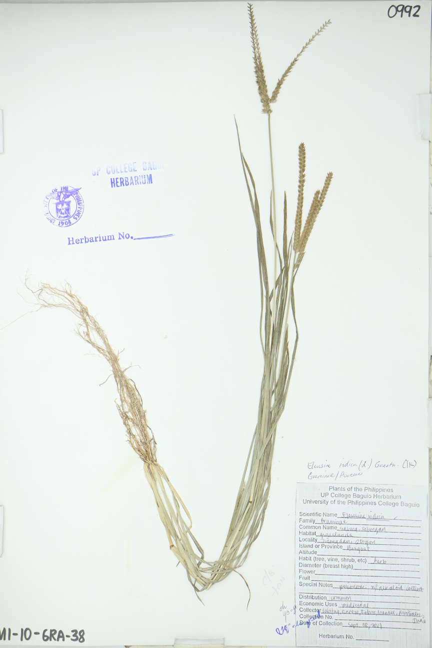 Image of Poaceae Eleusine indica