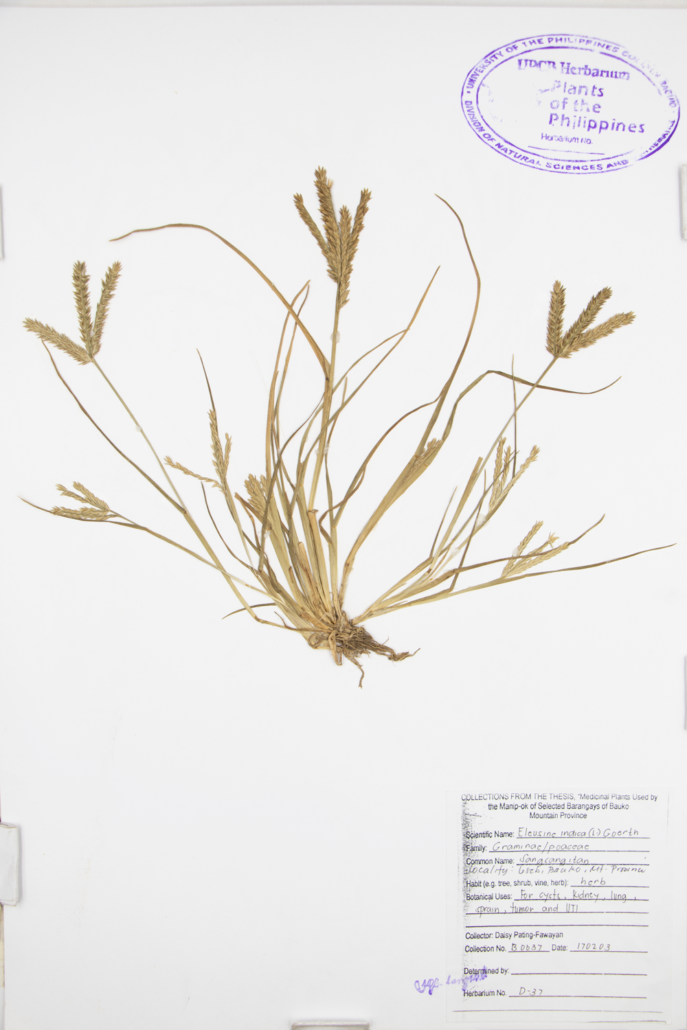 Image of Poaceae Eleusine indica