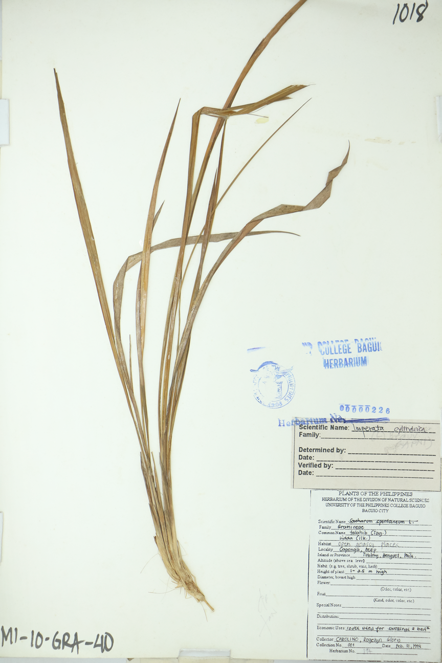 Image of Poaceae Imperata cylindrica