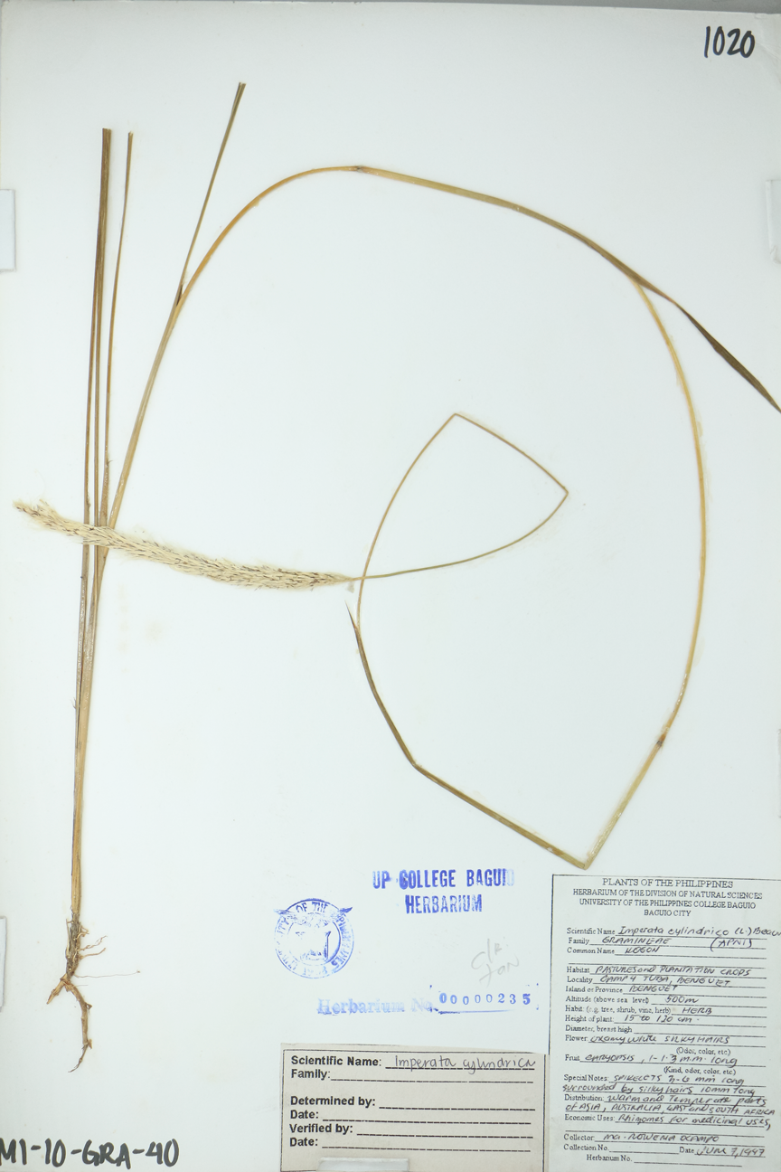 Image of Poaceae Imperata cylindrica