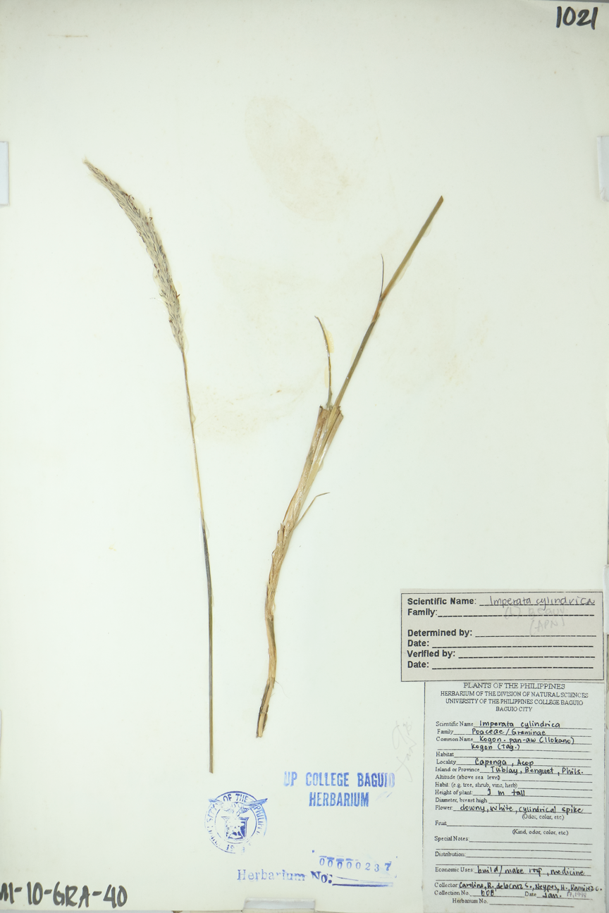 Image of Poaceae Imperata cylindrica