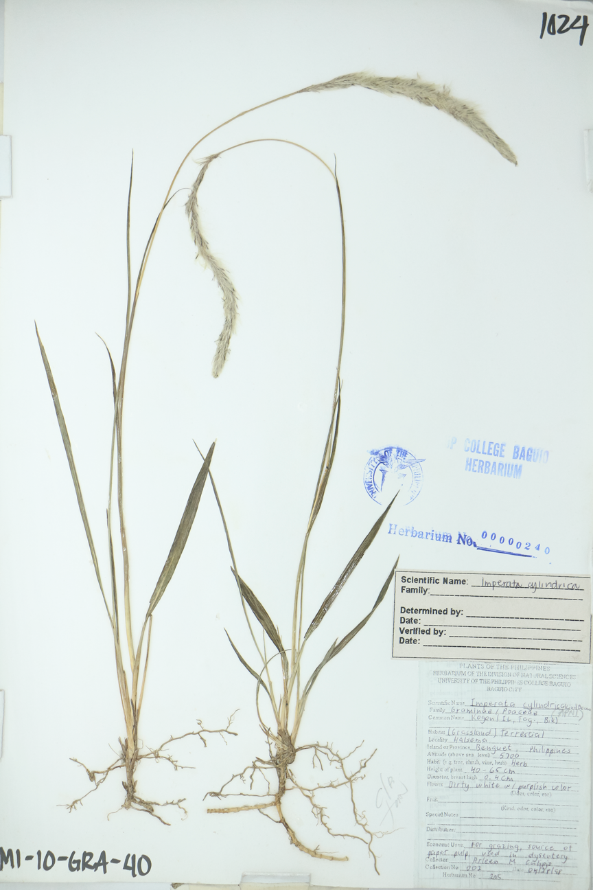 Image of Poaceae Imperata cylindrica