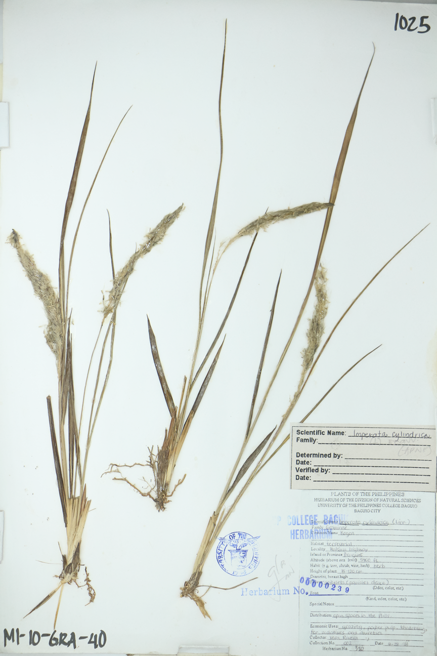 Image of Poaceae Imperata cylindrica