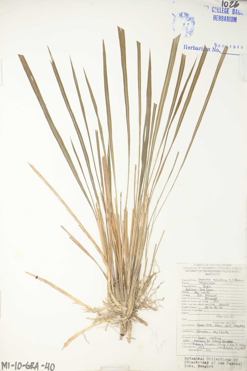 Image of Poaceae Imperata cylindrica