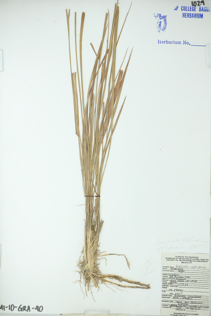 Image of Poaceae Imperata cylindrica