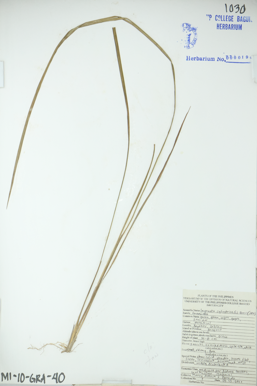 Image of Poaceae Imperata cylindrica