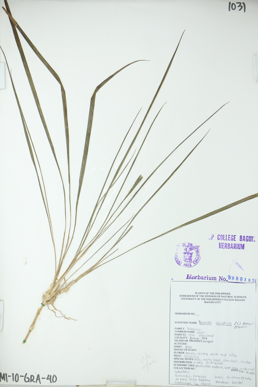 Image of Poaceae Imperata cylindrica