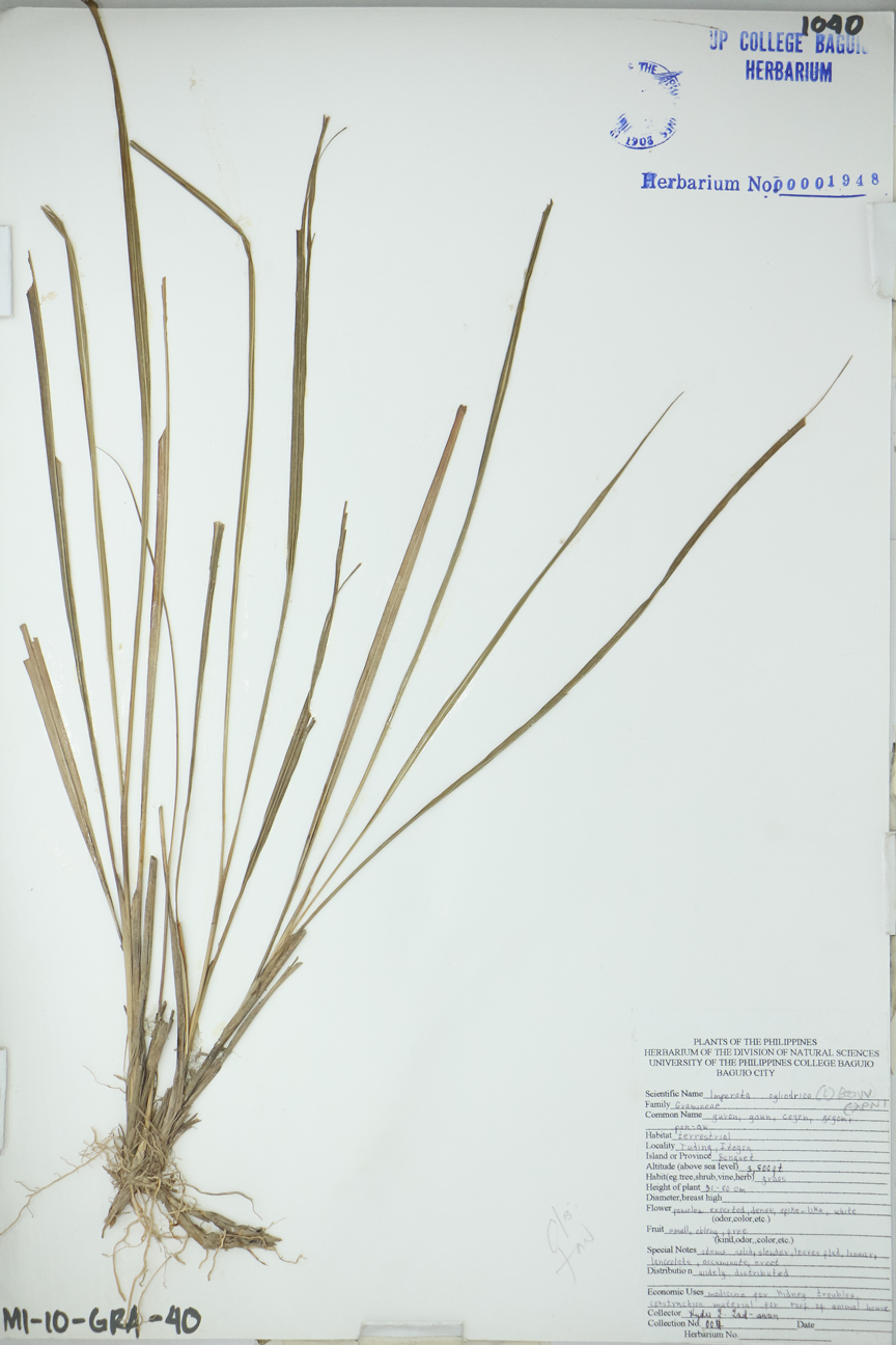 Image of Poaceae Imperata cylindrica