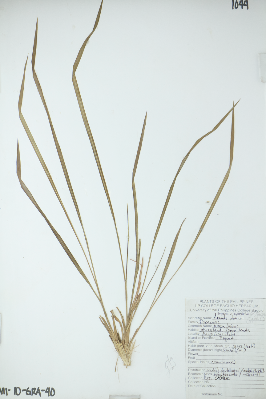 Image of Poaceae Imperata cylindrica