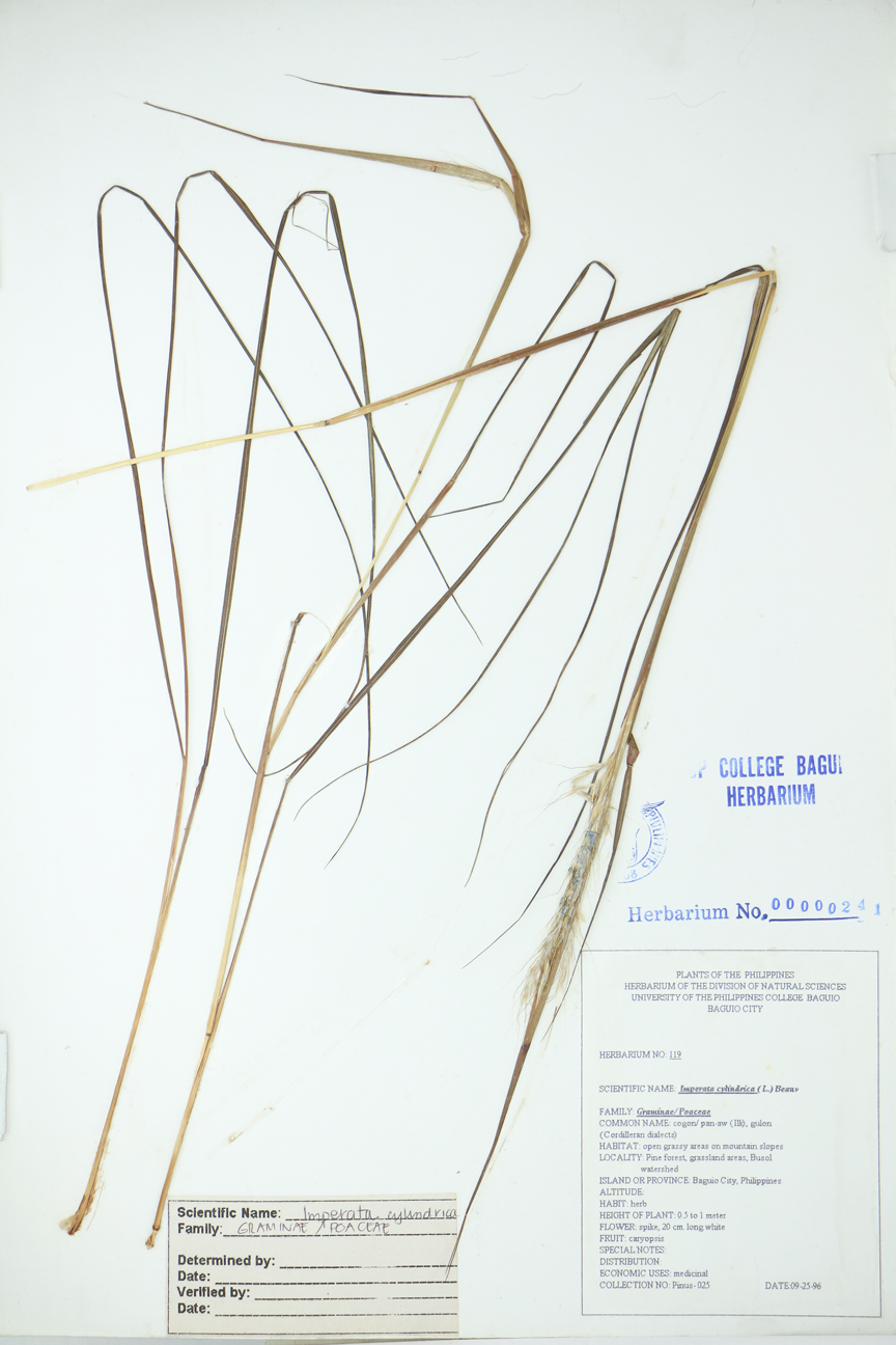 Image of Poaceae Imperata cylindrica