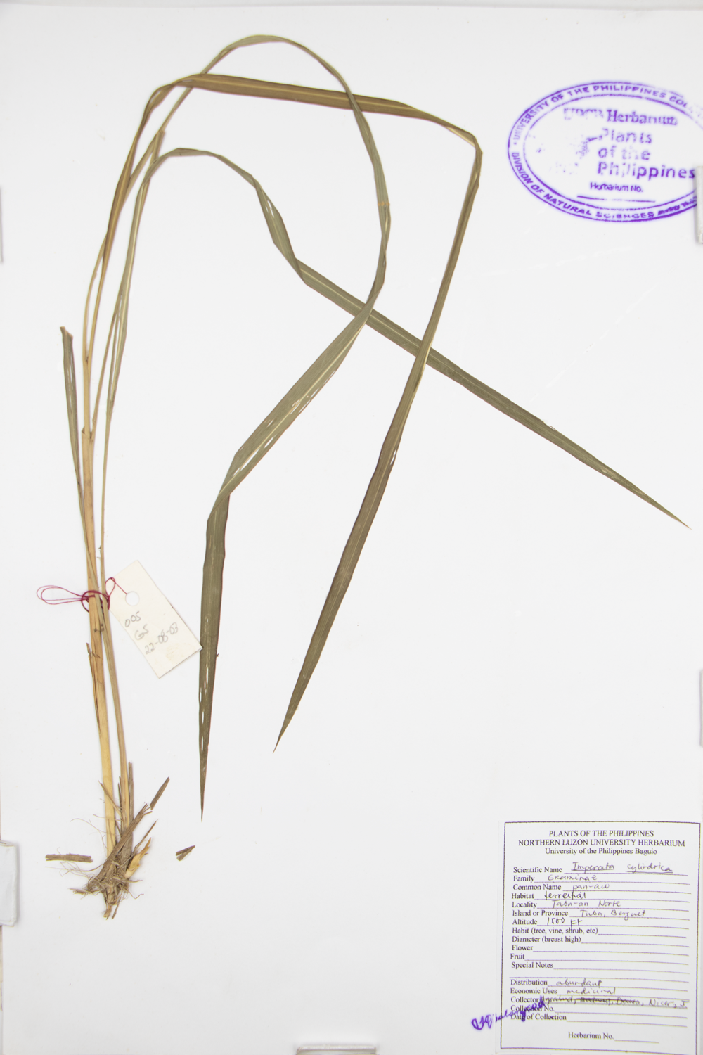 Image of Poaceae Imperata cylindrica