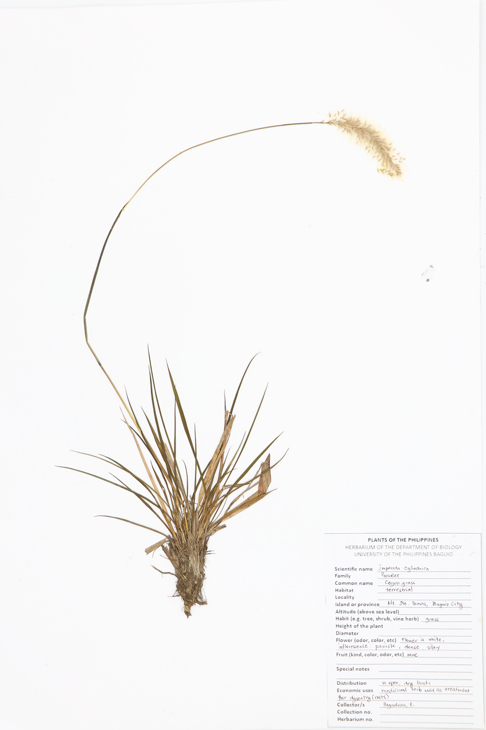 Image of Poaceae Imperata cylindrica