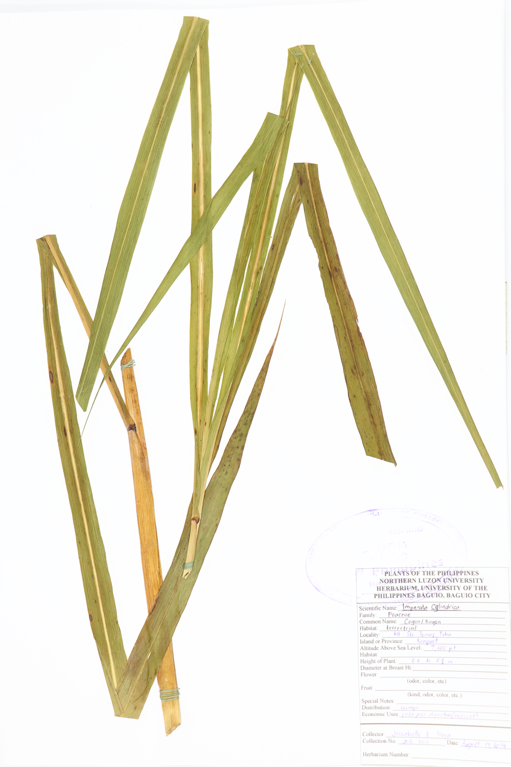 Image of Poaceae Imperata cylindrica