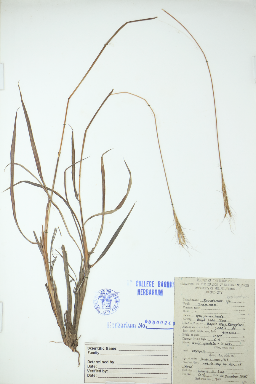 Image of Poaceae Ischaemum barbatum