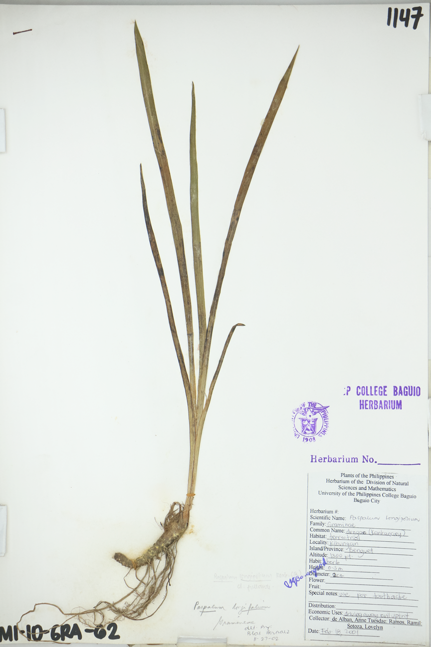 Image of Poaceae Paspalum sumatrense