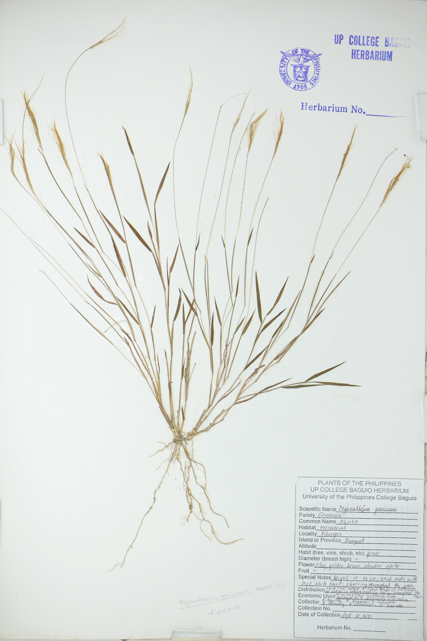 Image of Poaceae Pogonatherum paniceum