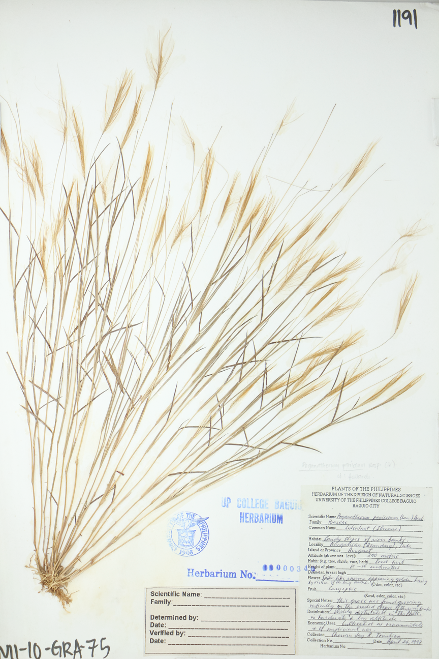 Image of Poaceae Pogonatherum paniceum