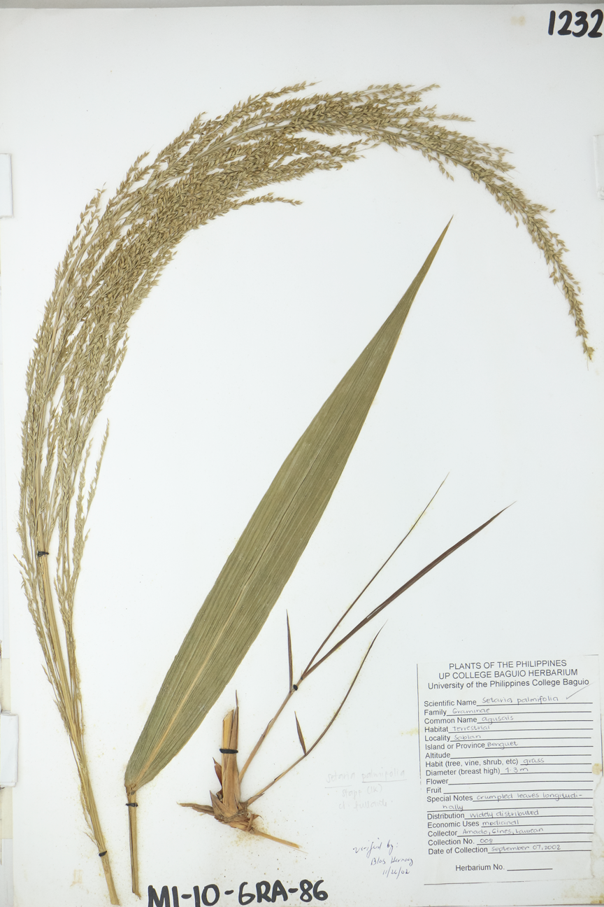 Image of Poaceae Setaria palmifolia