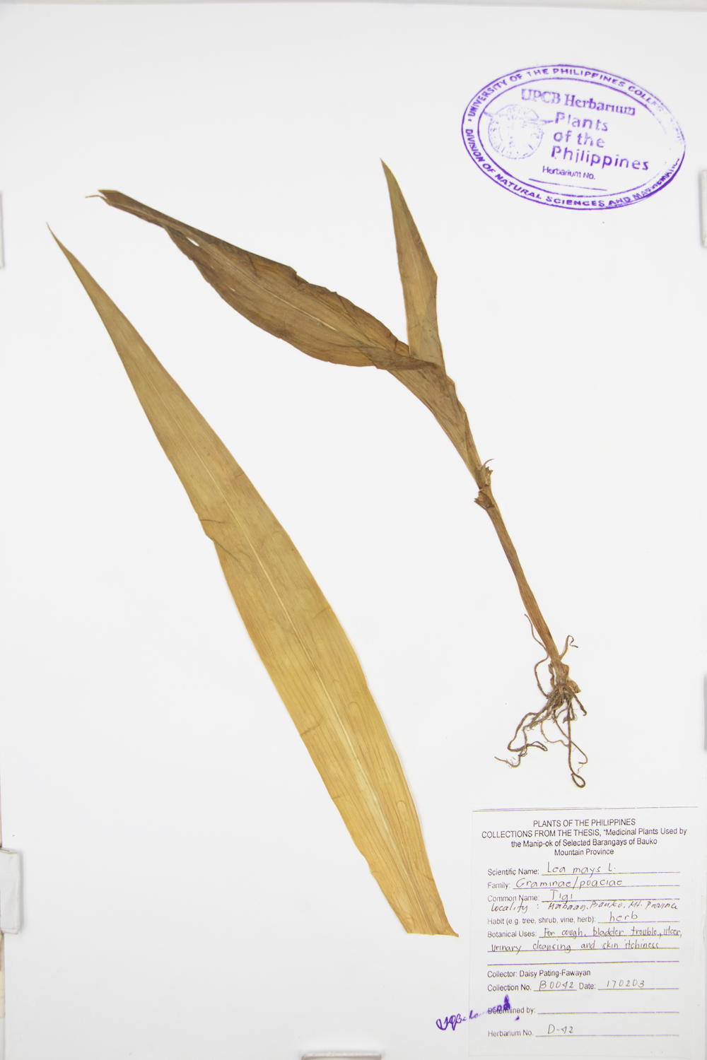 Image of Poaceae Zea mays