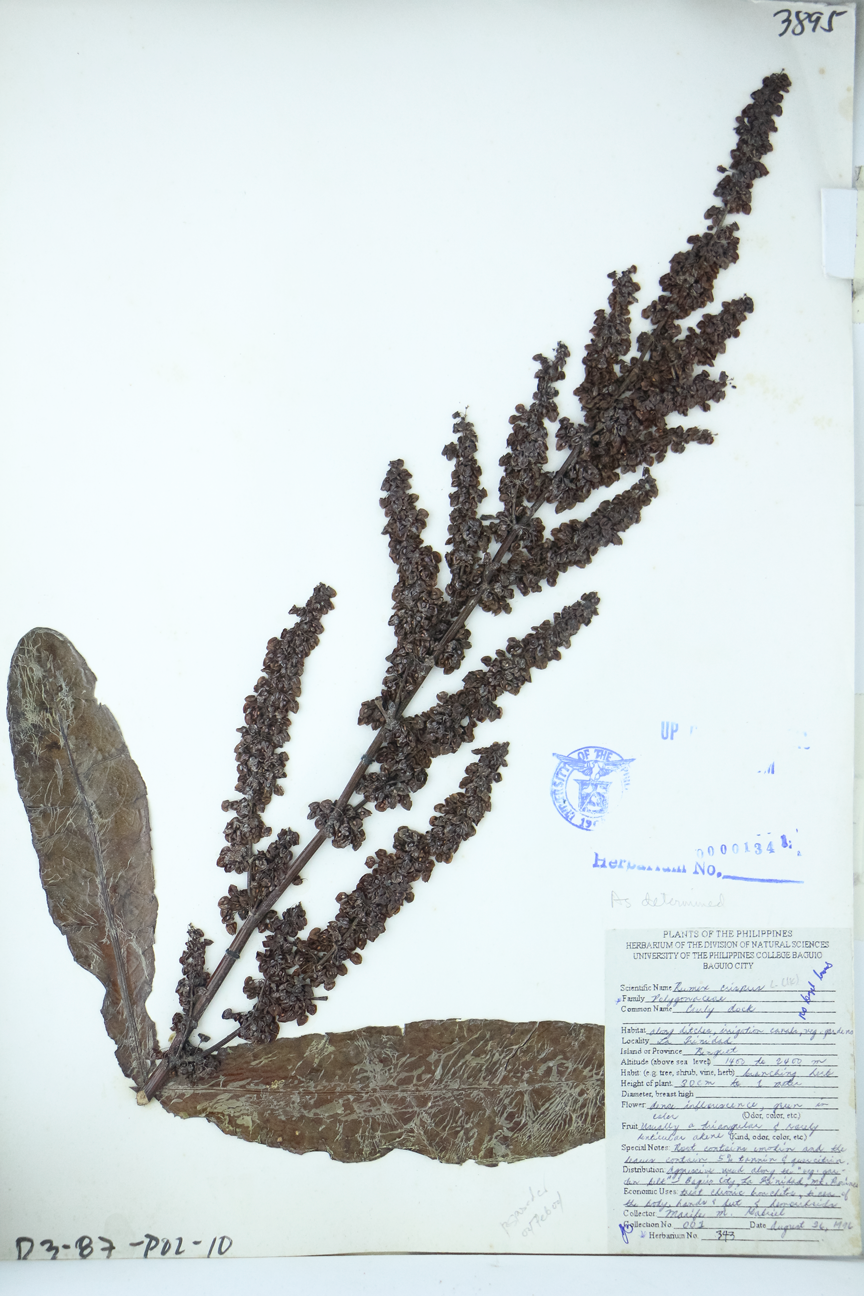 Image of Polygonaceae Rumex crispus