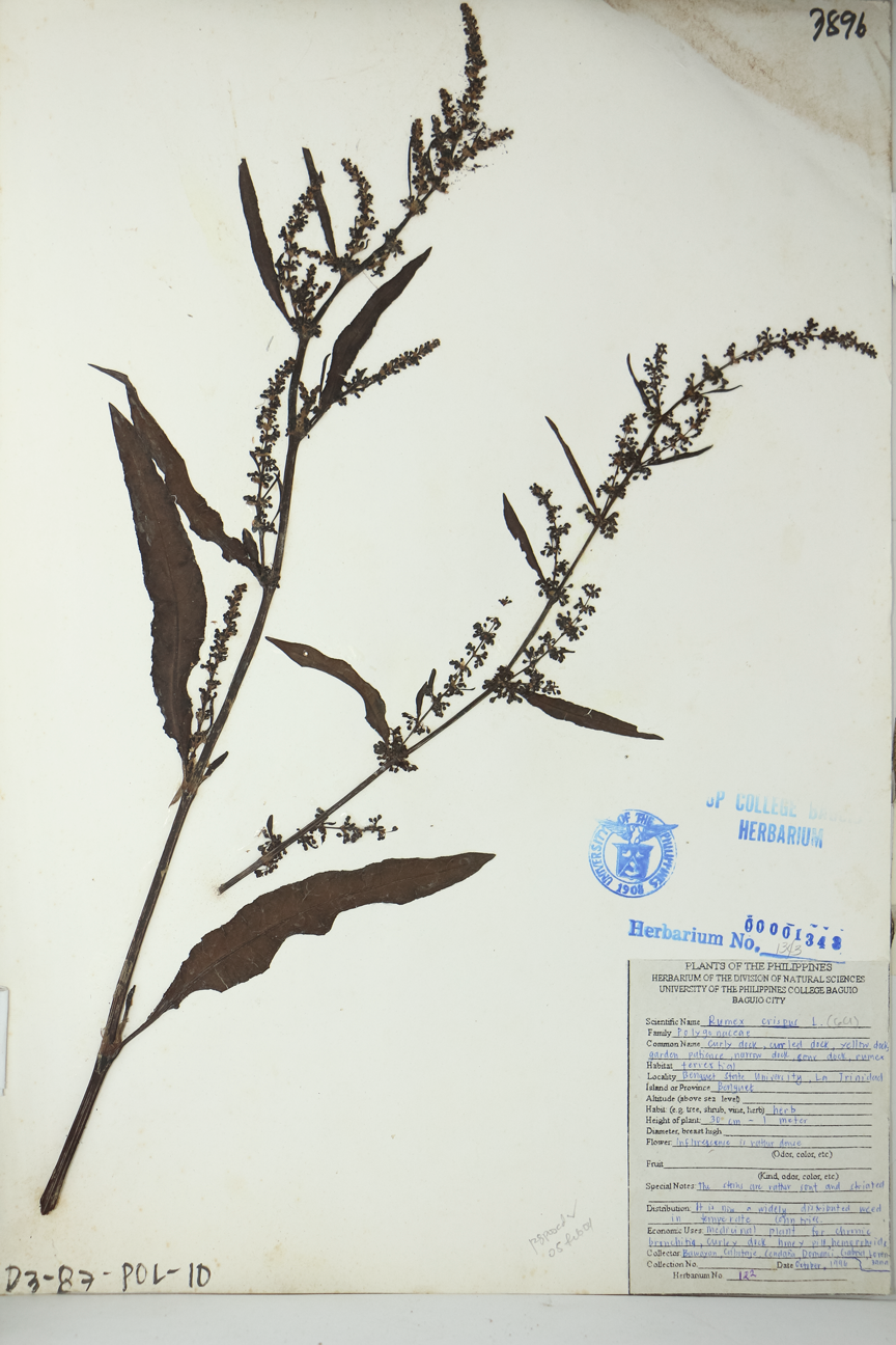 Image of Polygonaceae Rumex crispus