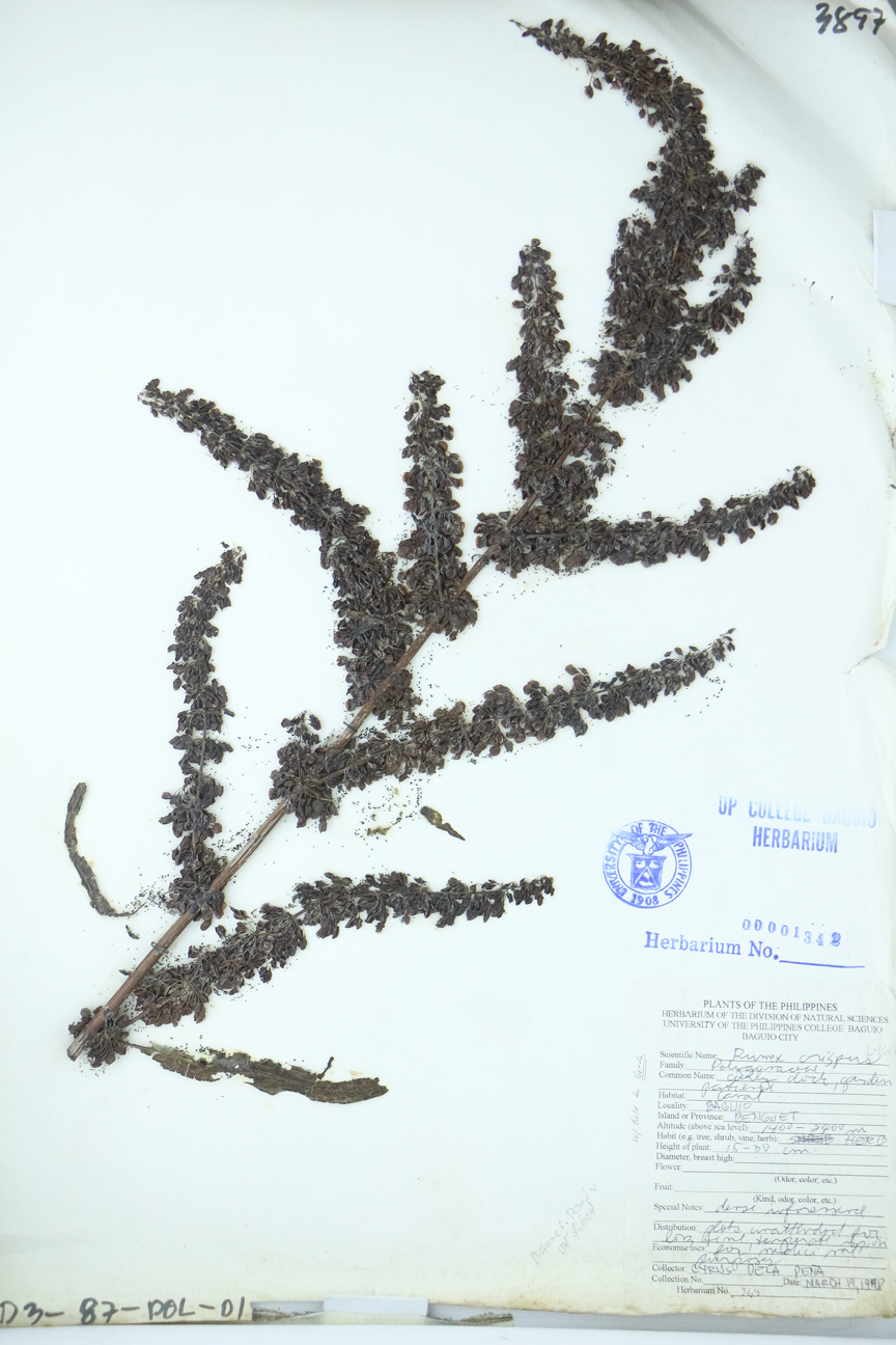 Image of Polygonaceae Rumex crispus