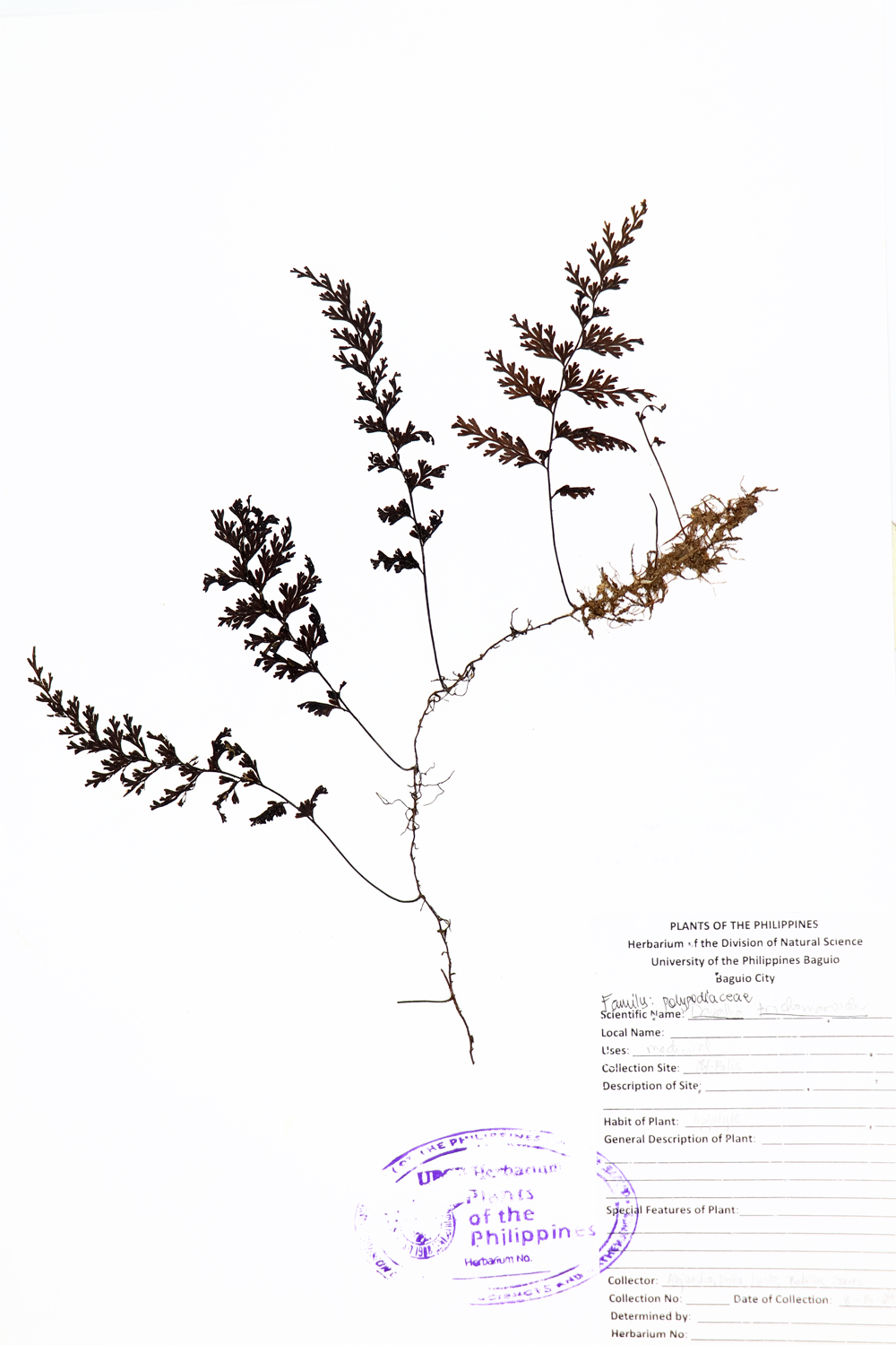 Image of Davalliaceae Davallia trichomanoides