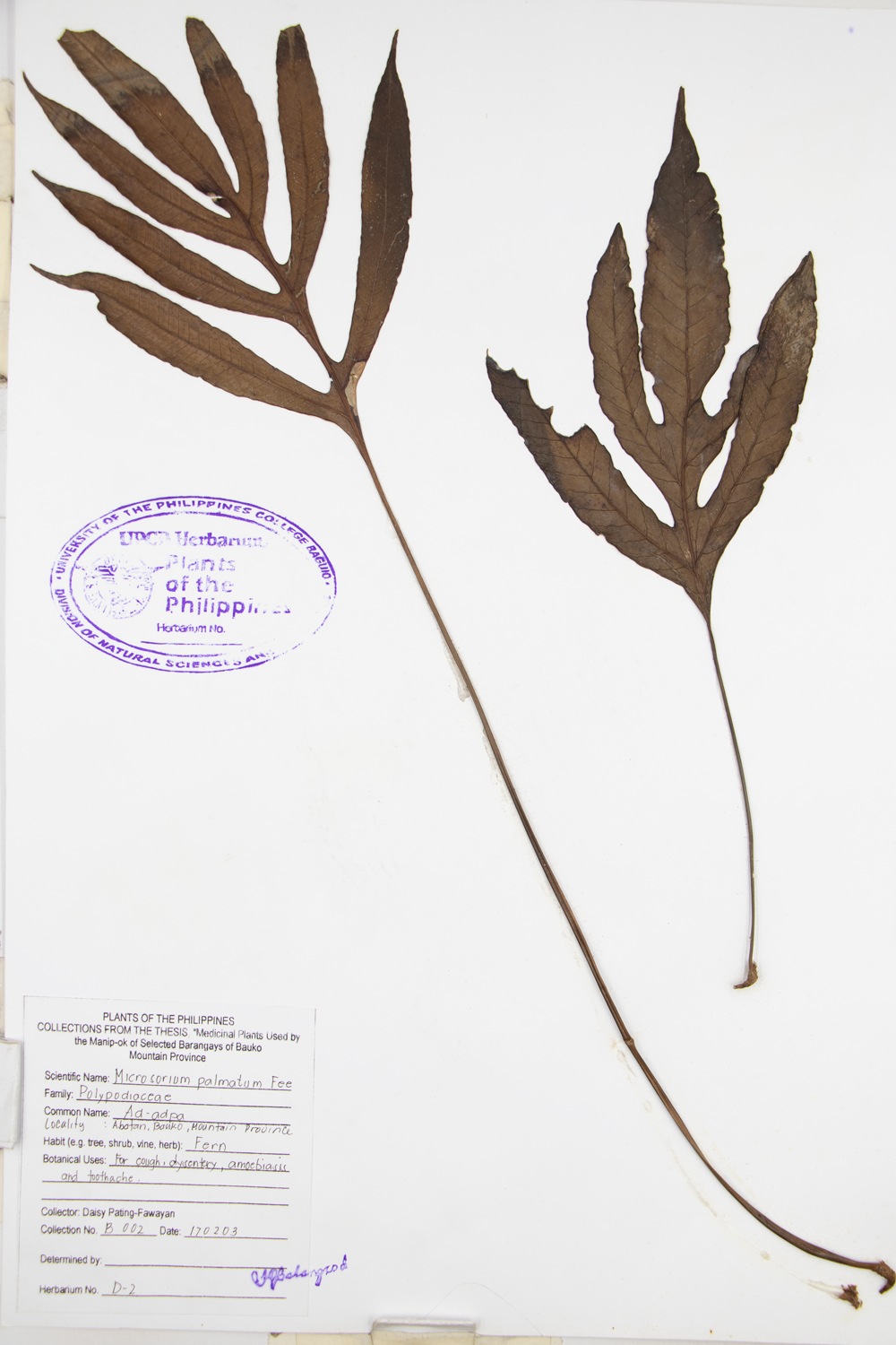 Image of Polypodiaceae Selliguea taeniata