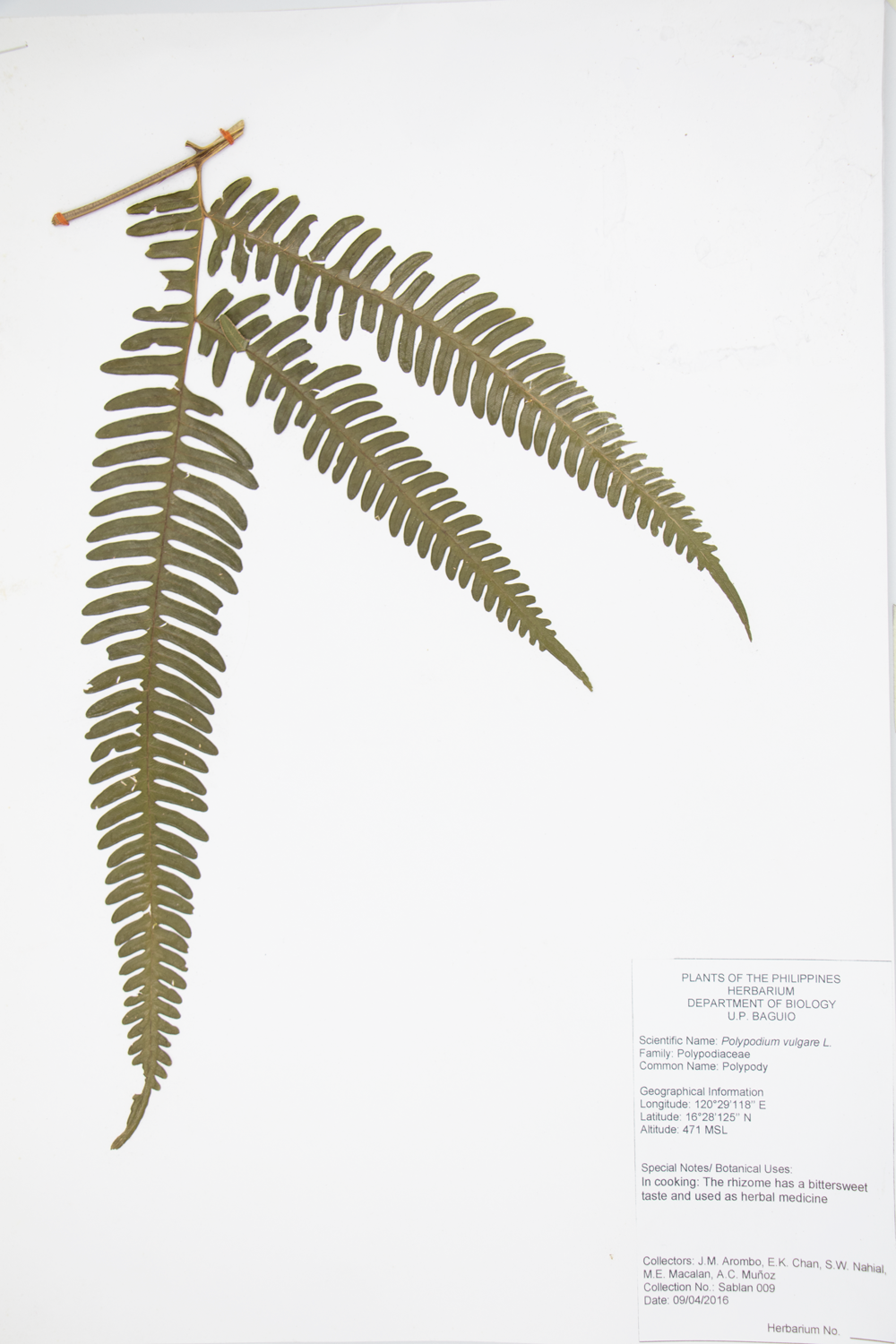 Image of Polypodiaceae Polypodium vulgare