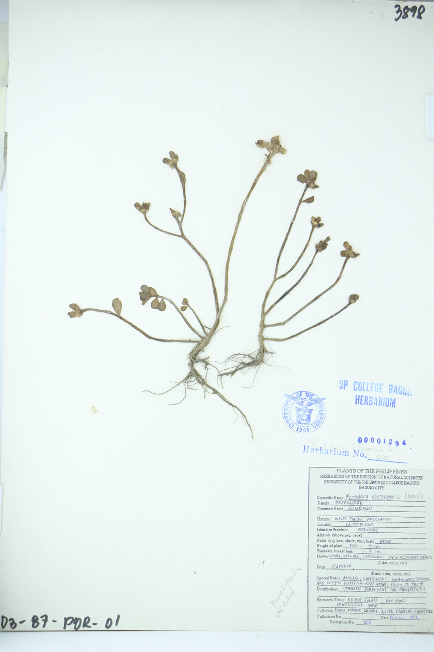 Image of Portulacaceae Portulaca oleracea